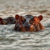 Hroch obojzivelny - Hippopotamus amphibius - Hippopotamus o3529